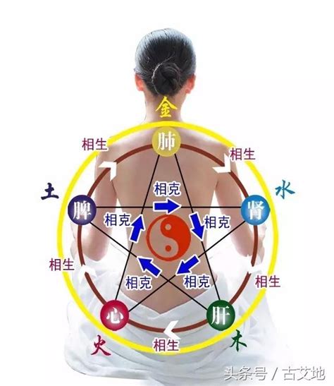 木火土金水肝心脾肺腎|保健知識｜中醫五行學說，對應人體器官